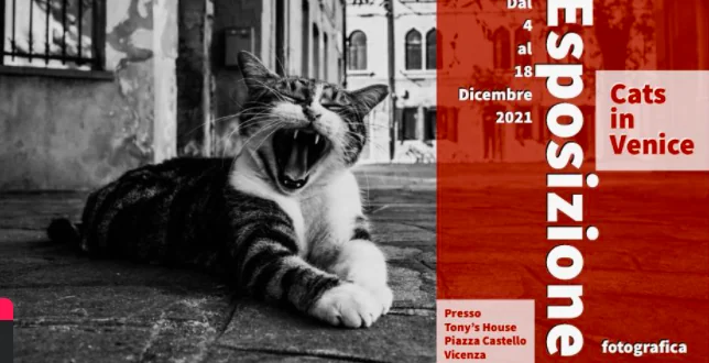 I gatti ripopolano Venezia